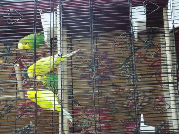 Image 1 of Four Budgies For Sale including Cage etc