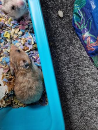 Image 5 of Baby hamsters male and female 5 pound each