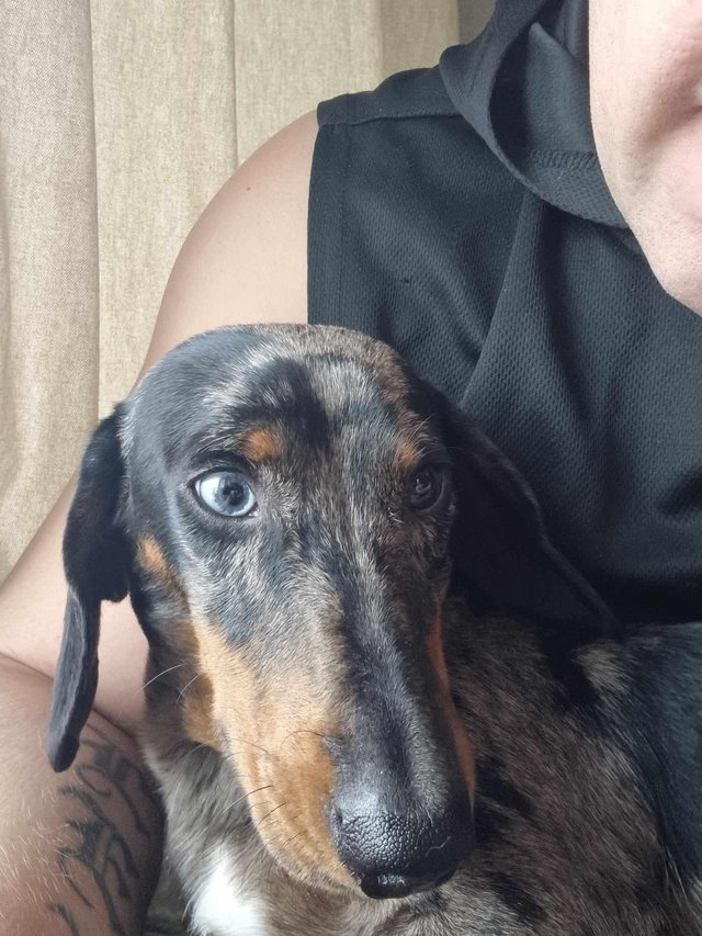 Preview of the first image of 11 month old male dachshund.