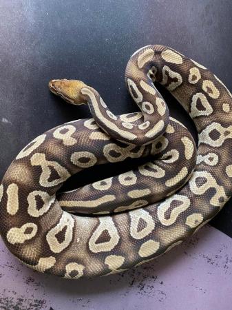 Image 4 of Royal / Ball python, Pastave (female)