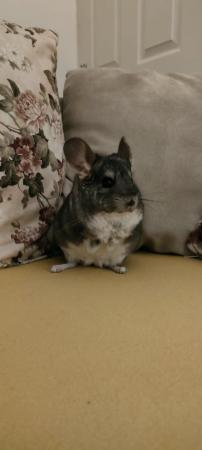 Image 1 of 15 month old chinchilla