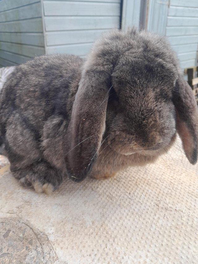 Preview of the first image of Beautiful male French lop rabbit.