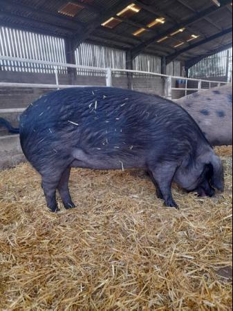 Image 2 of Large black and Oxford Sandy & Black female pigs