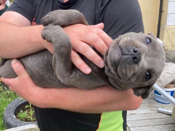 Image 23 of beautiful champion blue Staffordshire boy puppy available