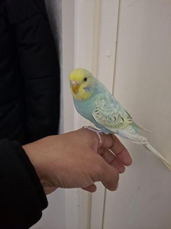 Image 8 of Silly hand tamed baby budgies for sale