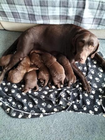 Image 2 of Chocolate Labrador puppies