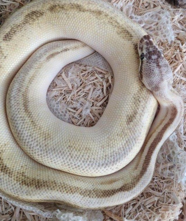 Preview of the first image of Royal python female beautiful markings.