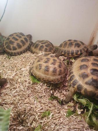 Image 3 of Horsefield tortoises male and female available