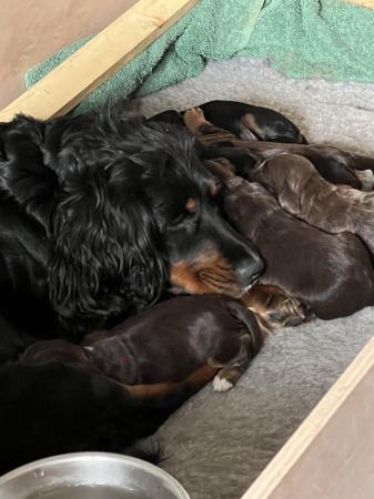 Image 8 of 5 Beautiful KC Registered Cocker Spaniel Puppies