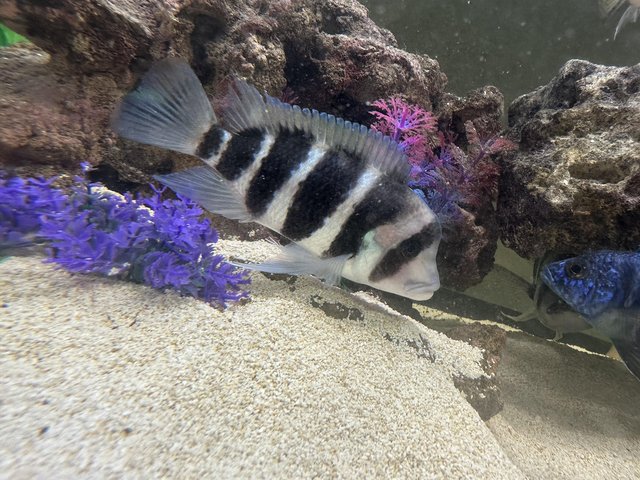 Preview of the first image of 3 large frontosa cichlids for new waters.