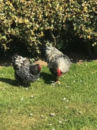 Image 2 of Silver Laced Wyandotte Large fowl Hatching eggs