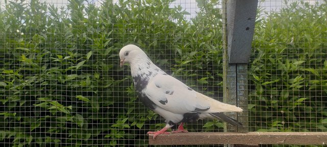 Image 2 of White iranian tumbler pigeons
