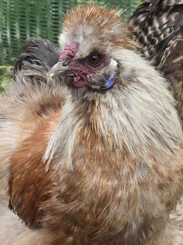Preview of the first image of Silkie cockerels free to good homes.