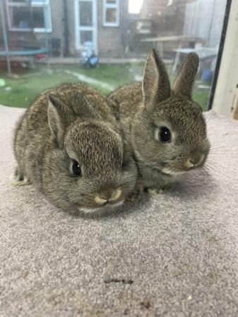 Image 3 of 2 BRC rung and vaccinated netherland dwarfs