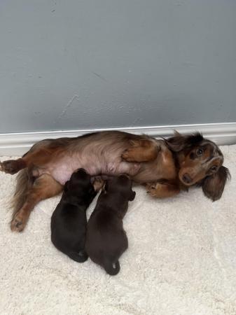Image 6 of Long haired miniature dachshund cross