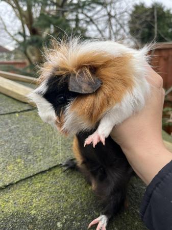 Image 7 of Baby guinea pigs for sale