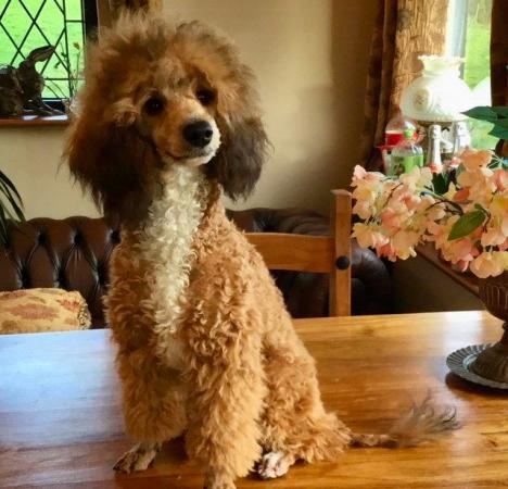 Image 2 of Stunning Red Sable Toy Poodle Stud, Health Tested Clear.