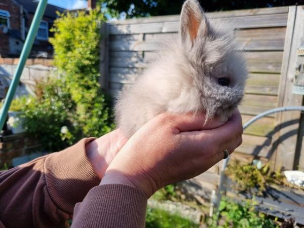 Image 1 of Lion head rabbits for sale