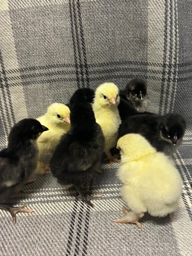Preview of the first image of Chicken chicks Trowbridge day old.