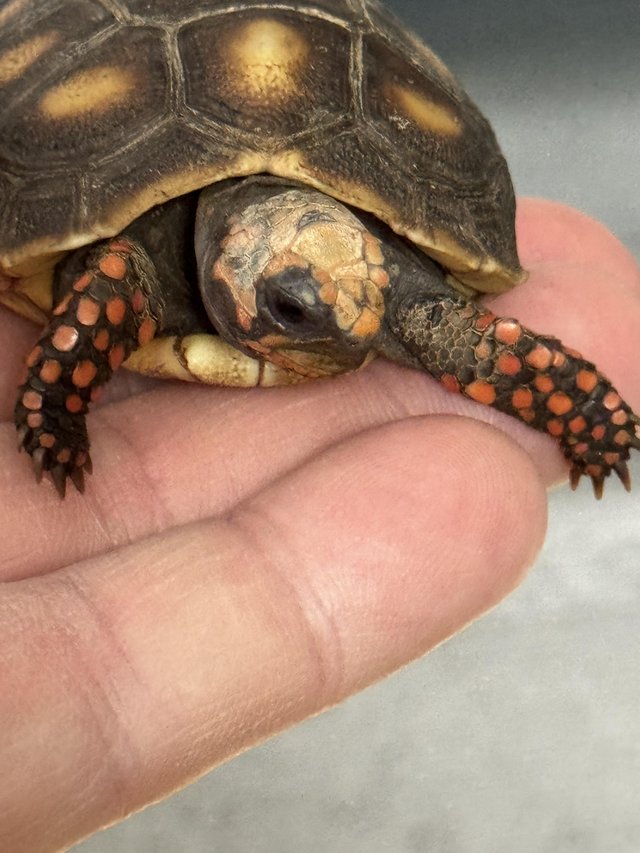 Preview of the first image of Red Foot Tortoise Juvenile.