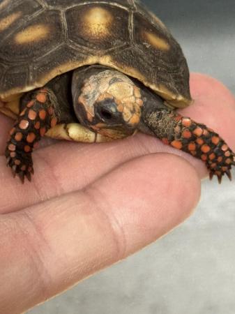 Image 1 of Red Foot Tortoise Juvenile