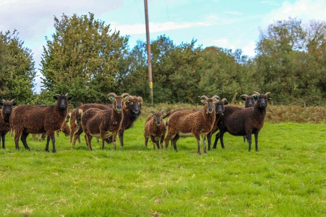 Image 2 of Soay Ewes, lambs and Rams