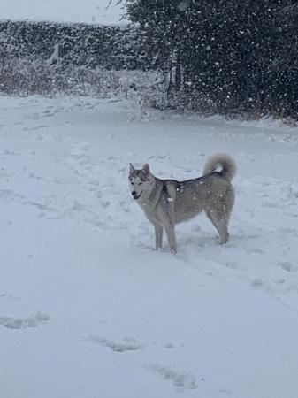 Image 1 of 4year old Siberian husky for sale