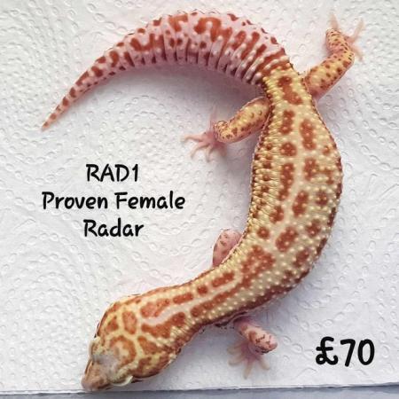 Image 10 of Leopard Geckos Available For New Homes