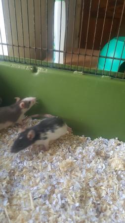 Image 2 of 14 week old baby female rats for sale