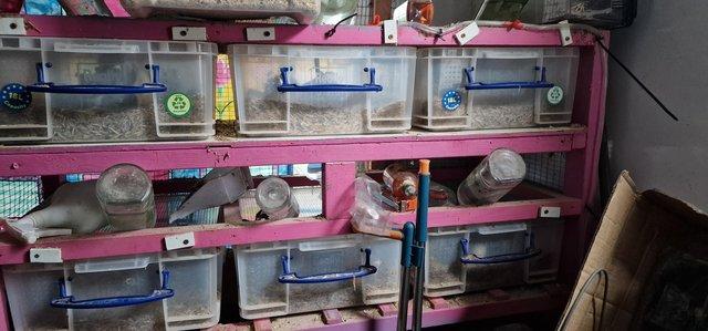 Image 1 of 12 tub rodent rack with mice