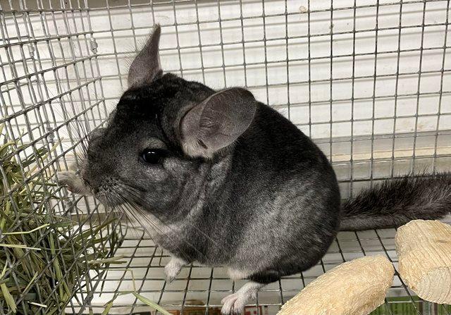 Image 7 of Chinchillas for sale in Staffordshire