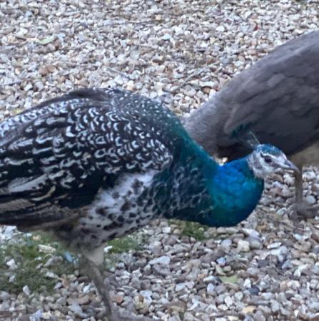 Image 2 of Peahens / Peacocks - Indian blue, pied, black shoulder