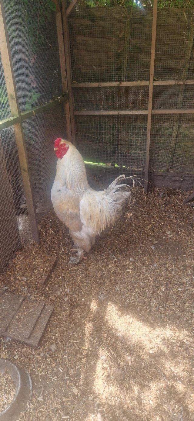 Preview of the first image of isabel laced brahma cockerel.