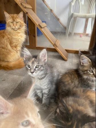 Image 11 of Maine Coon Kittens. GCCF registered