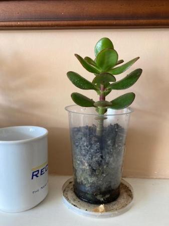 Image 2 of Money plants, crassula ovata