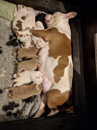 Image 6 of *** Poket bullypuppies ***