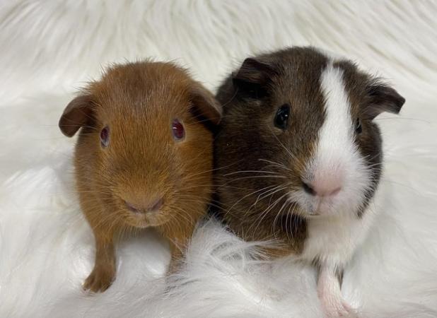 Image 6 of Bonded, Baby Guinea Pigs. Ready Now!