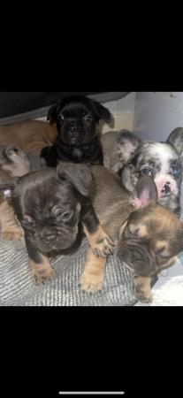 Image 14 of Beautiful French bulldog puppies ready to leave