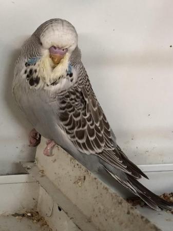 Image 4 of Budgies of all ages for sale.