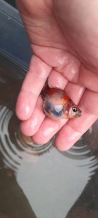 Image 6 of Baby homebred fancy goldfish