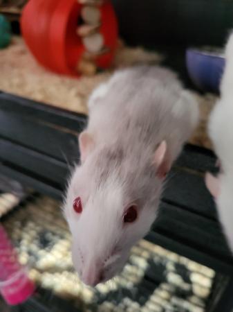 Image 9 of Two 6 month old girl rats