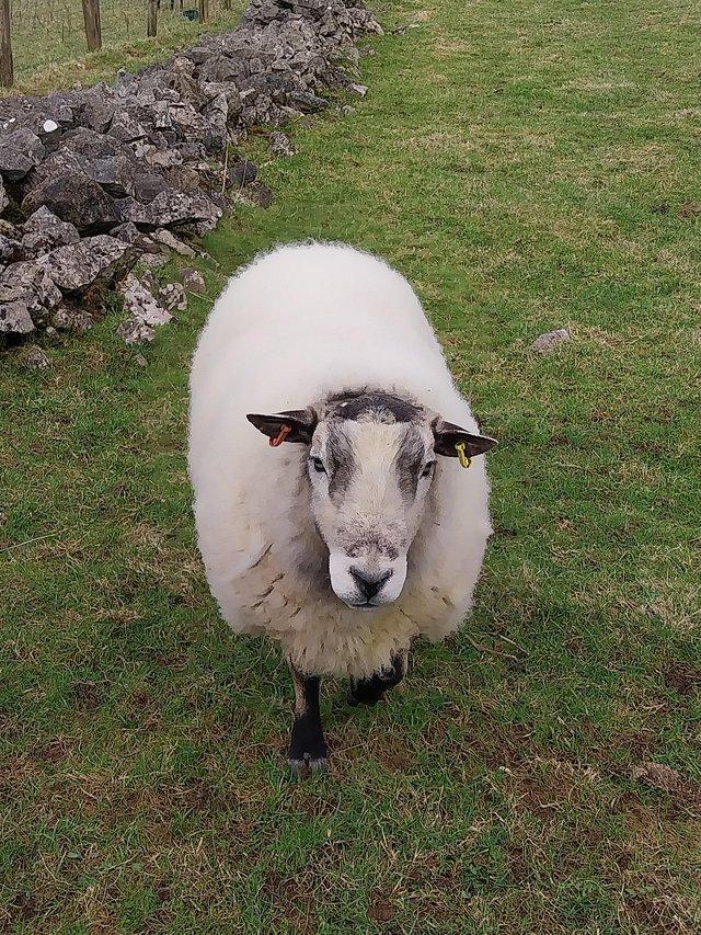 Preview of the first image of White badger faced ram for sale. Produces excellent lambs.