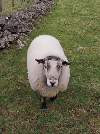 Image 1 of White badger faced ram for sale. Produces excellent lambs