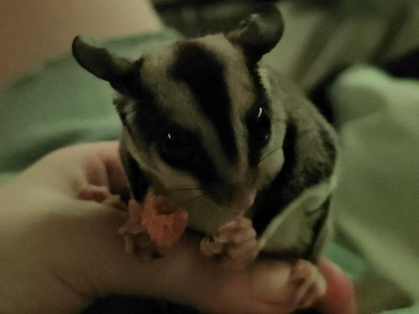 Image 3 of Sugar glider trio and 5ft cozypet cage for sale