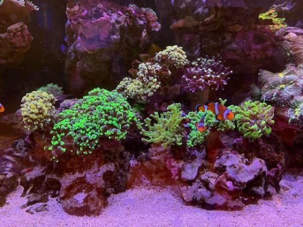 Image 2 of Red Sea Reefer 425XL complete setup and livestock
