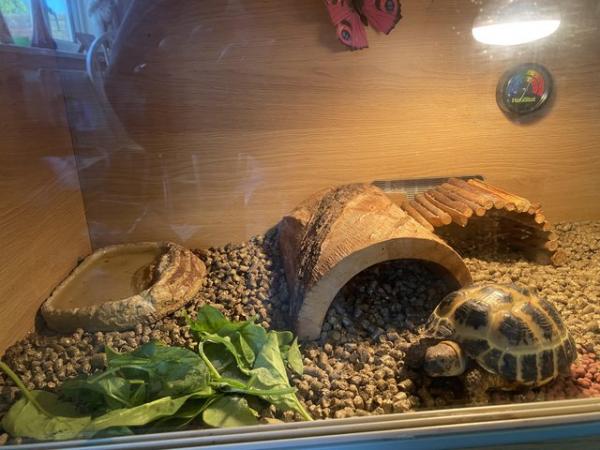 Image 1 of Horse field tortoise with set up