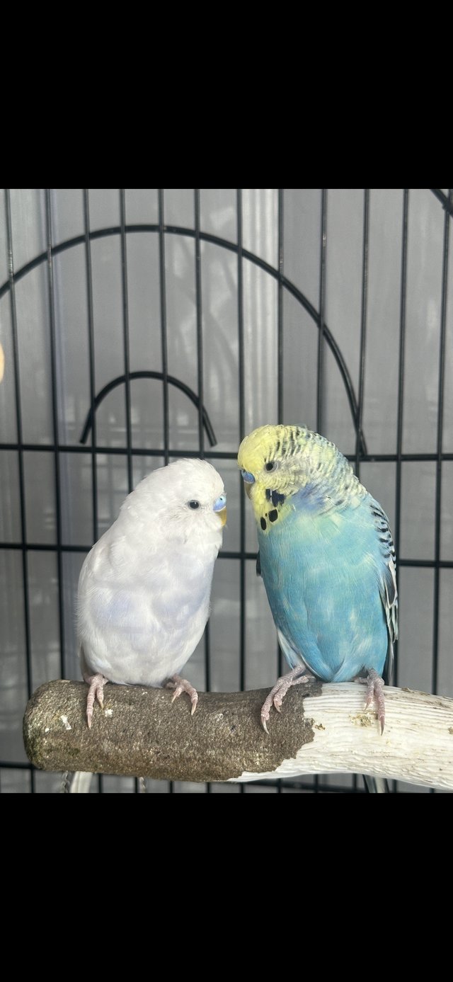 Preview of the first image of 2 male budgies with cage, accessories, toys and food.