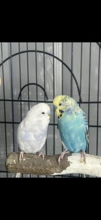 Image 1 of 2 male budgies with cage, accessories, toys and food