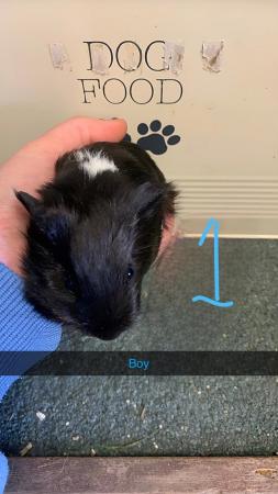 Image 4 of Female and male Guinea pigs for sale