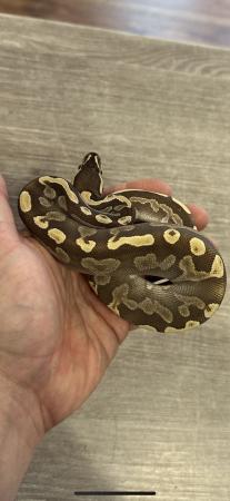 Image 5 of Royal python collection for sale